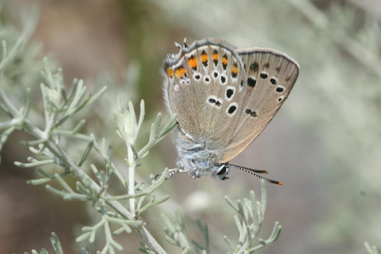 Satyrium hyrcanica: Bild 2