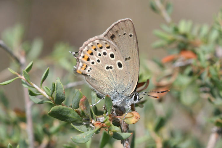 Satyrium hyrcanica: Bild 3