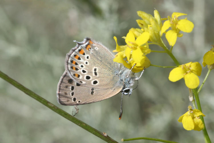 Satyrium hyrcanica: Bild 4