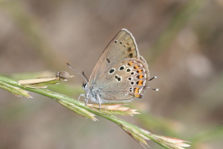 Satyrium hyrcanica: Bild 5