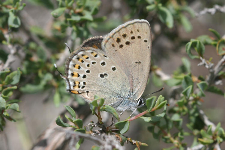 Satyrium hyrcanica: Bild 21