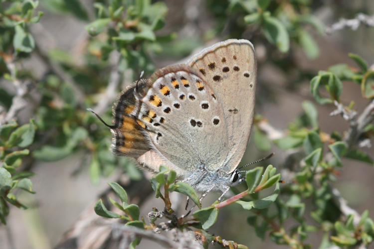 Satyrium hyrcanica: Bild 22