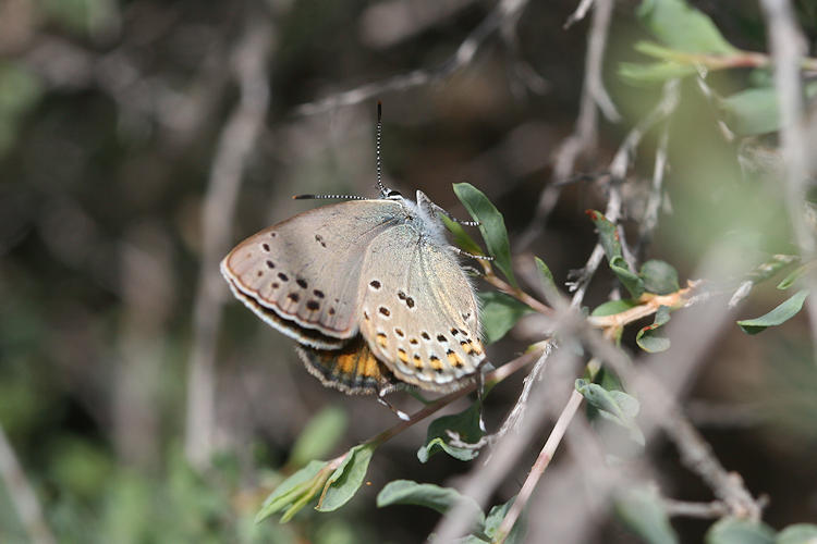 Satyrium hyrcanica: Bild 23