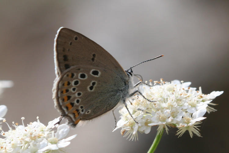 Satyrium hyrcanica: Bild 6