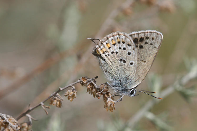 Satyrium hyrcanica: Bild 7