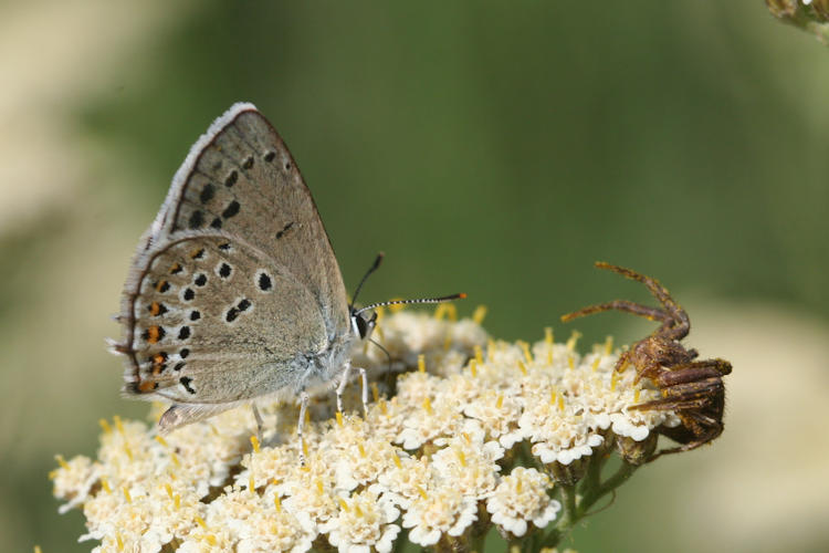 Satyrium hyrcanica: Bild 10