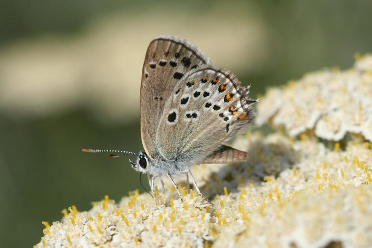 Satyrium hyrcanica: Bild 11