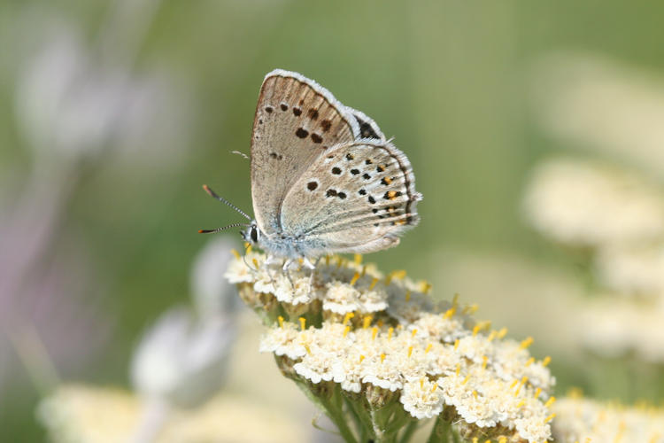 Satyrium hyrcanica: Bild 12