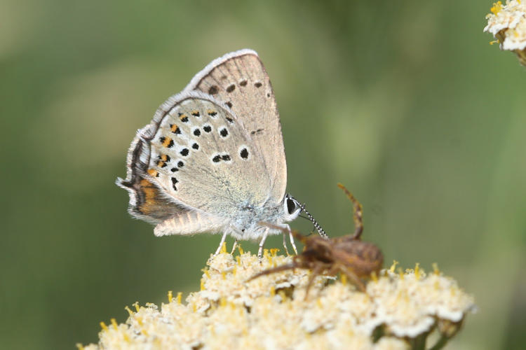 Satyrium hyrcanica: Bild 13