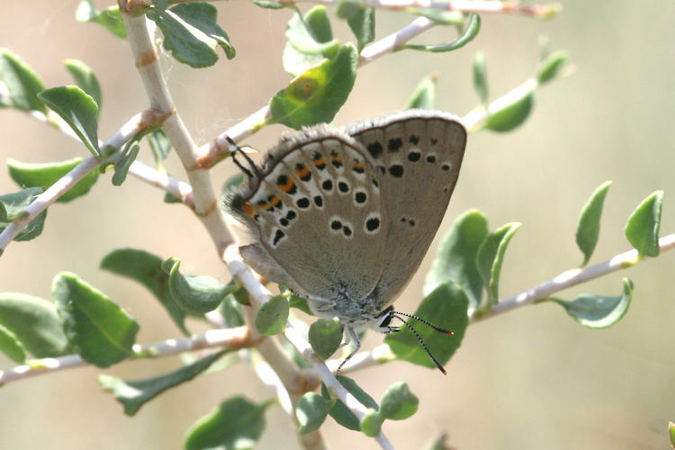 Satyrium hyrcanica: Bild 24