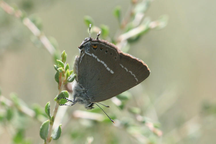 Satyrium spini: Bild 1