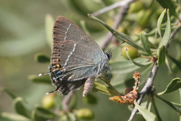 Satyrium spini: Bild 3