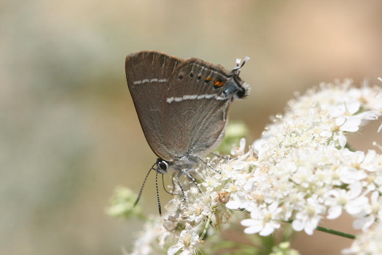 Satyrium spini: Bild 4