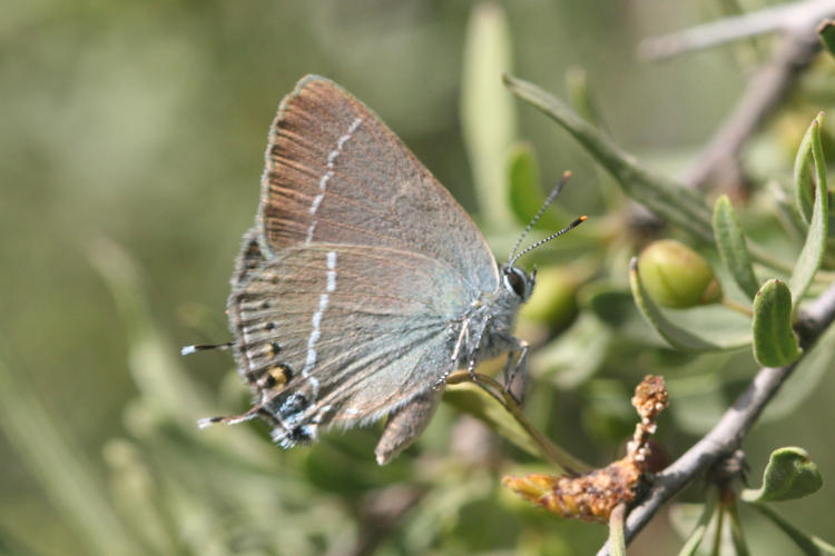 Satyrium spini: Bild 5