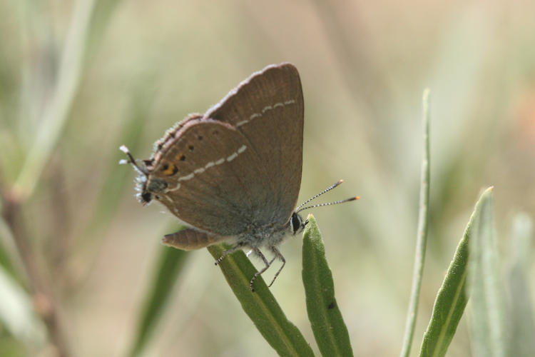 Satyrium spini: Bild 6