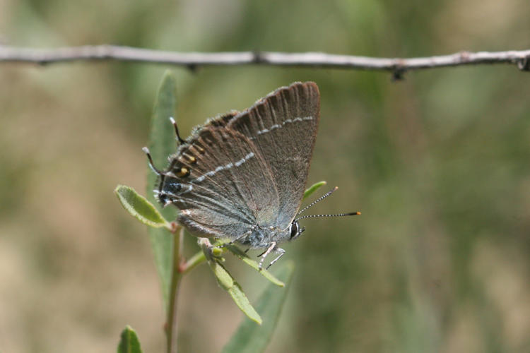 Satyrium spini: Bild 7