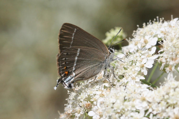 Satyrium spini: Bild 8