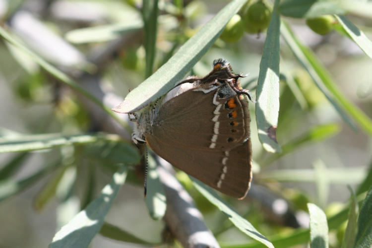 Satyrium spini: Bild 44