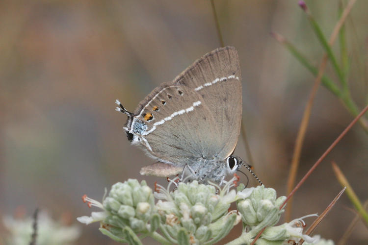 Satyrium spini: Bild 9