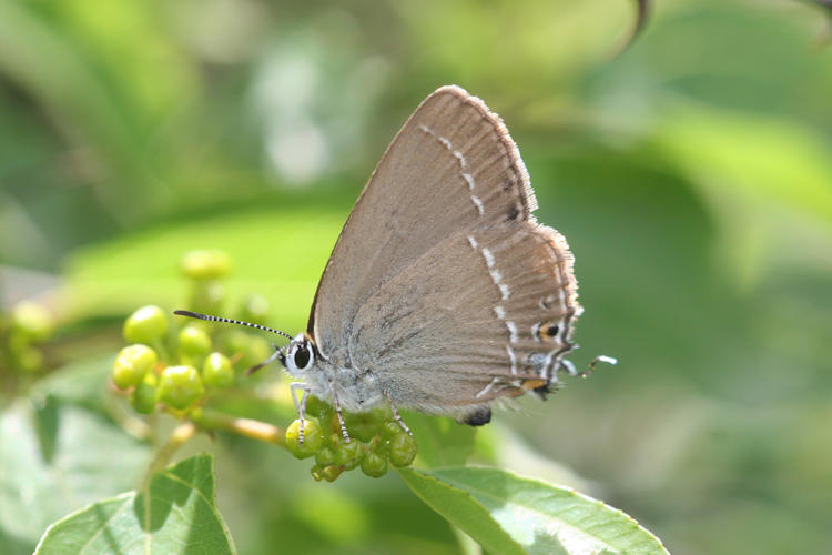 Satyrium abdominalis: Bild 7