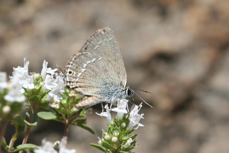 Satyrium abdominalis: Bild 2