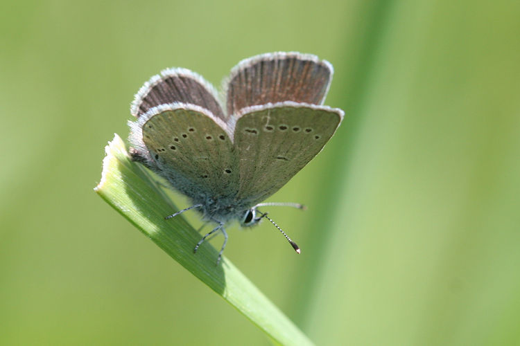 Cupido minimus: Bild 29