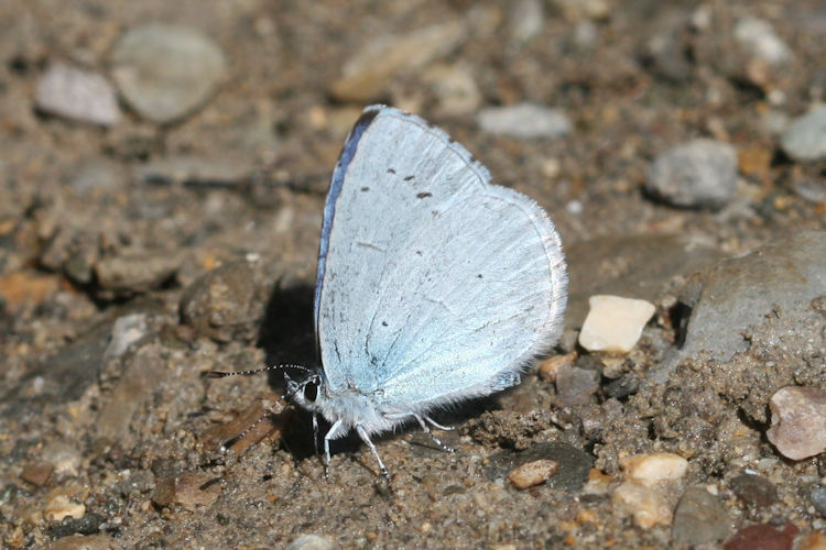 Celastrina argiolus: Bild 15