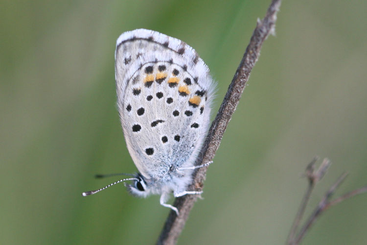 Pseudophilotes vicrama schiffermuelleri: Bild 25