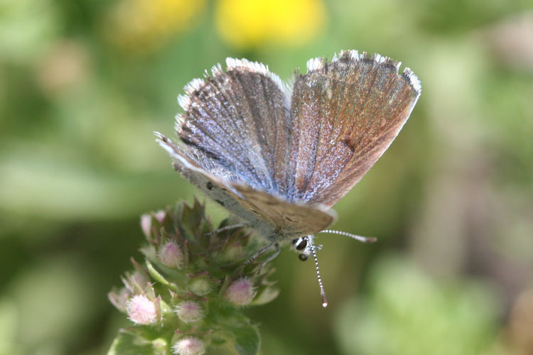 Pseudophilotes vicrama schiffermuelleri: Bild 16