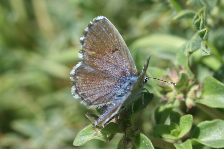 Pseudophilotes vicrama schiffermuelleri: Bild 17