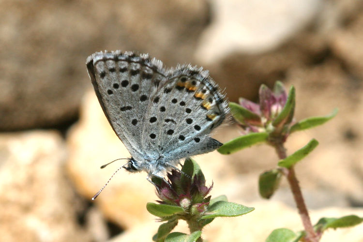 Pseudophilotes vicrama schiffermuelleri: Bild 35