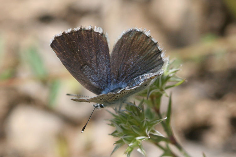 Pseudophilotes vicrama schiffermuelleri: Bild 18