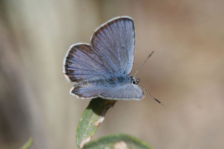 Plebejus zephyrinus: Bild 1