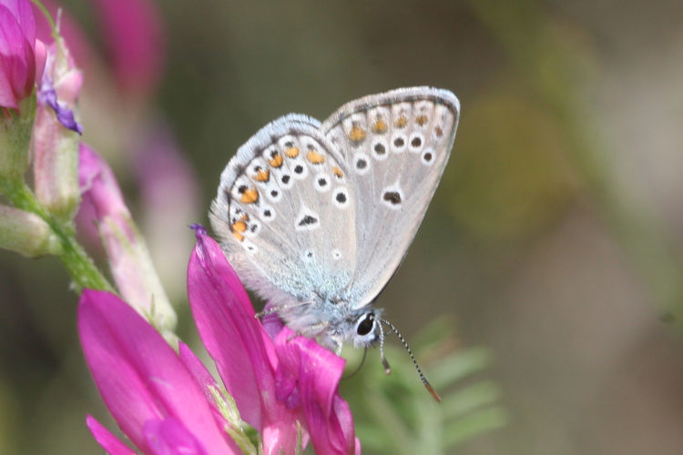 Plebejus zephyrinus: Bild 5