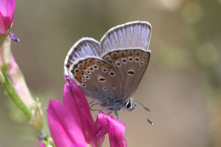 Plebejus zephyrinus: Bild 6