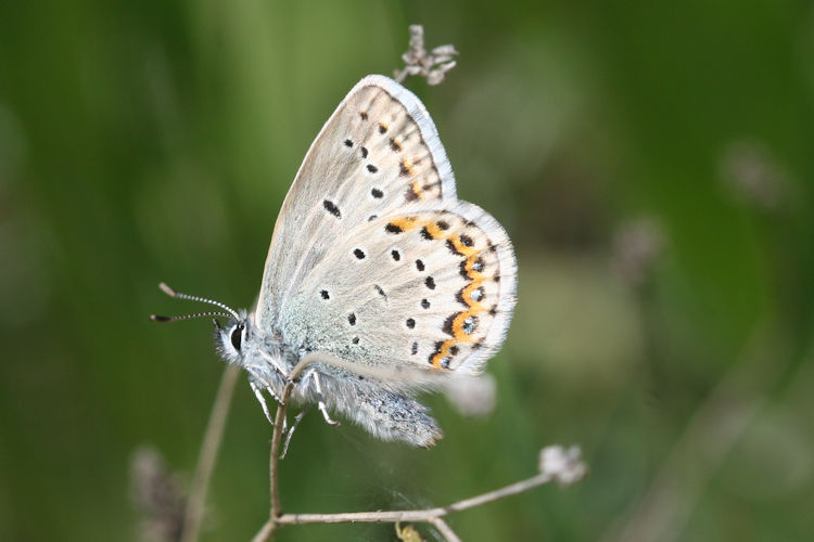 Plebejus idas altarmena: Bild 2