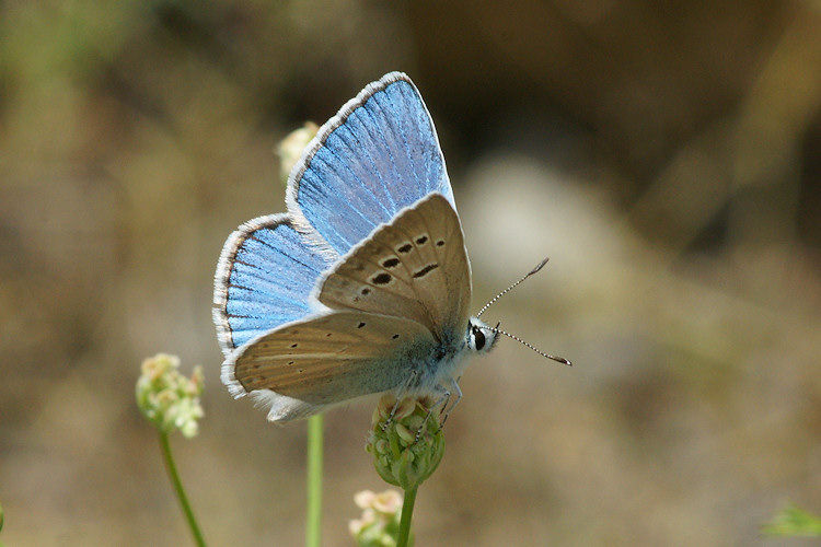 Polyommatus damonides: Bild 1