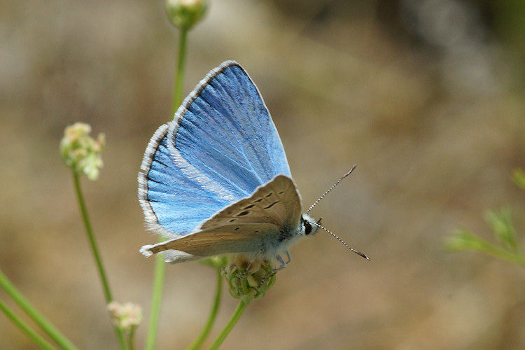 Polyommatus damonides: Bild 2