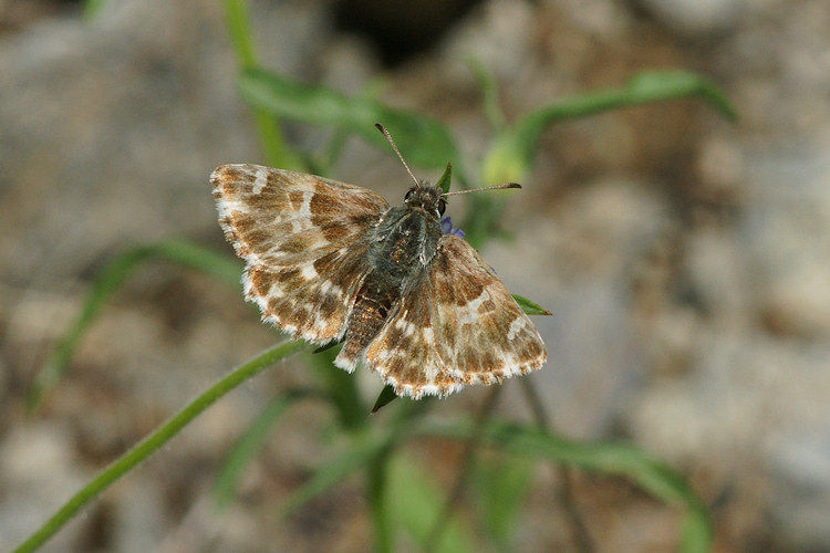 Carcharodus stauderi: Bild 1