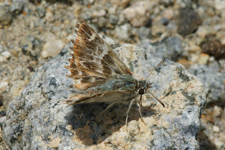 Muschampia stauderi: Bild 2