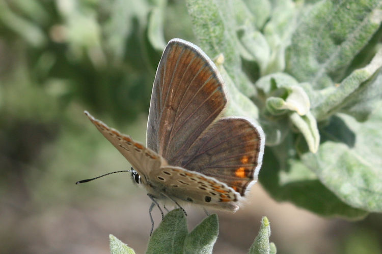 Kretania eurypilus: Bild 4