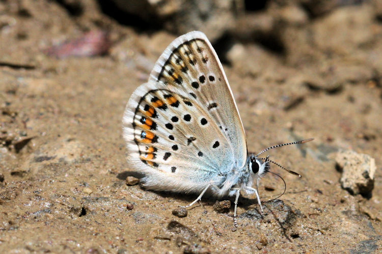 Plebejus argus bella: Bild 13