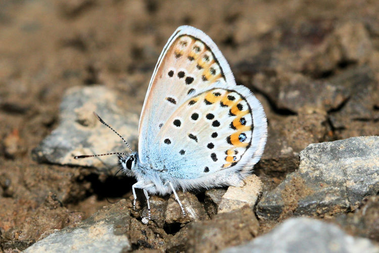 Plebejus argus bella: Bild 14