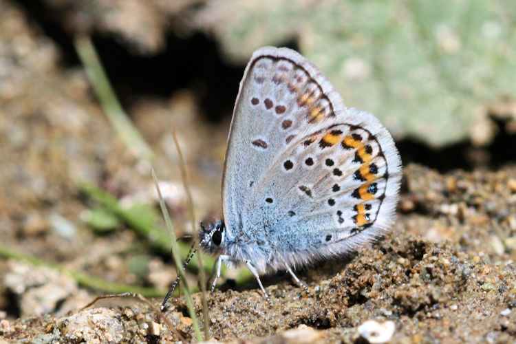 Plebejus argus bella: Bild 15