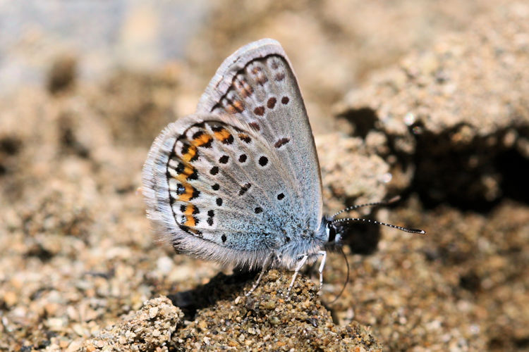 Plebejus argus bella: Bild 16