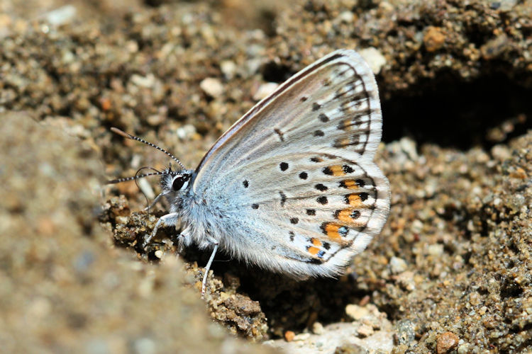 Plebejus argus bella: Bild 19