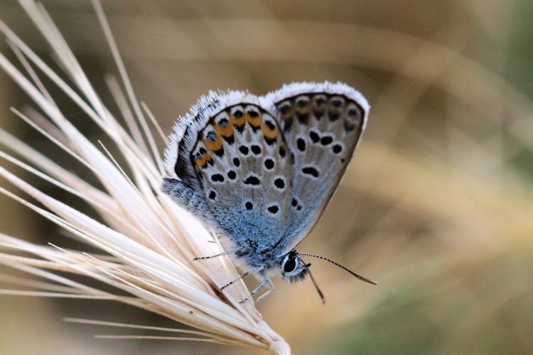 Plebejus argus bella: Bild 20