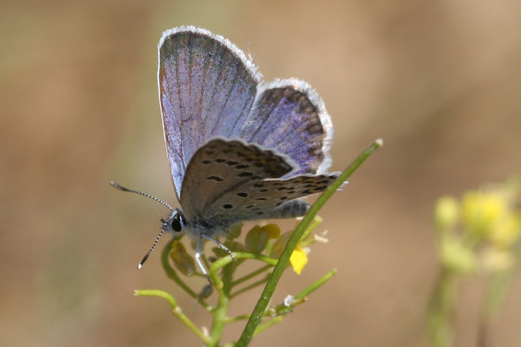 Plebejus christophi transcaucasicus: Bild 1