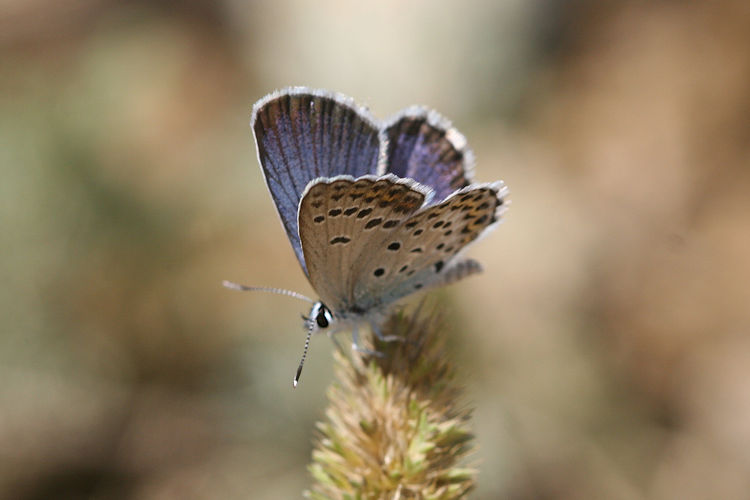 Plebejus christophi transcaucasicus: Bild 2