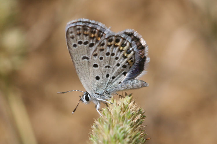 Plebejus christophi transcaucasicus: Bild 3